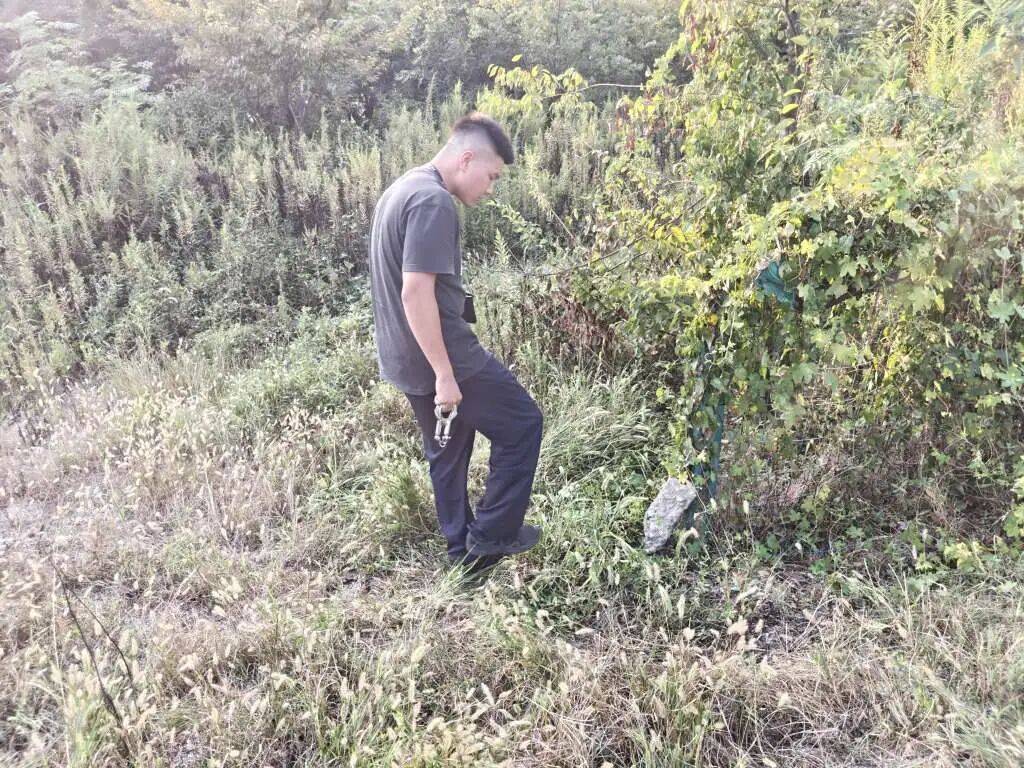 浙江一姑娘以奶茶為記號(hào)，竟然在草叢里藏了11萬現(xiàn)金！:西鳳酒
