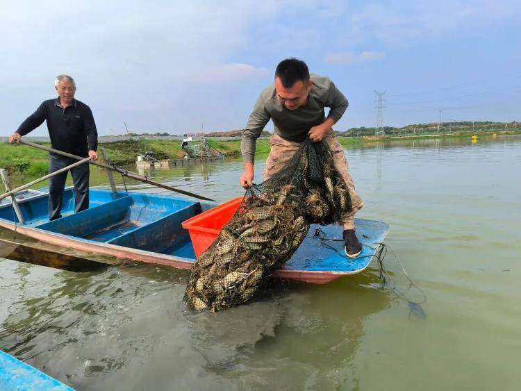 武漢江夏一地大閘蟹大量上市，日產(chǎn)1000斤當天售完，每只螃蟹有自己的“身份證”，吃深海小黃魚長大:西鳳酒
