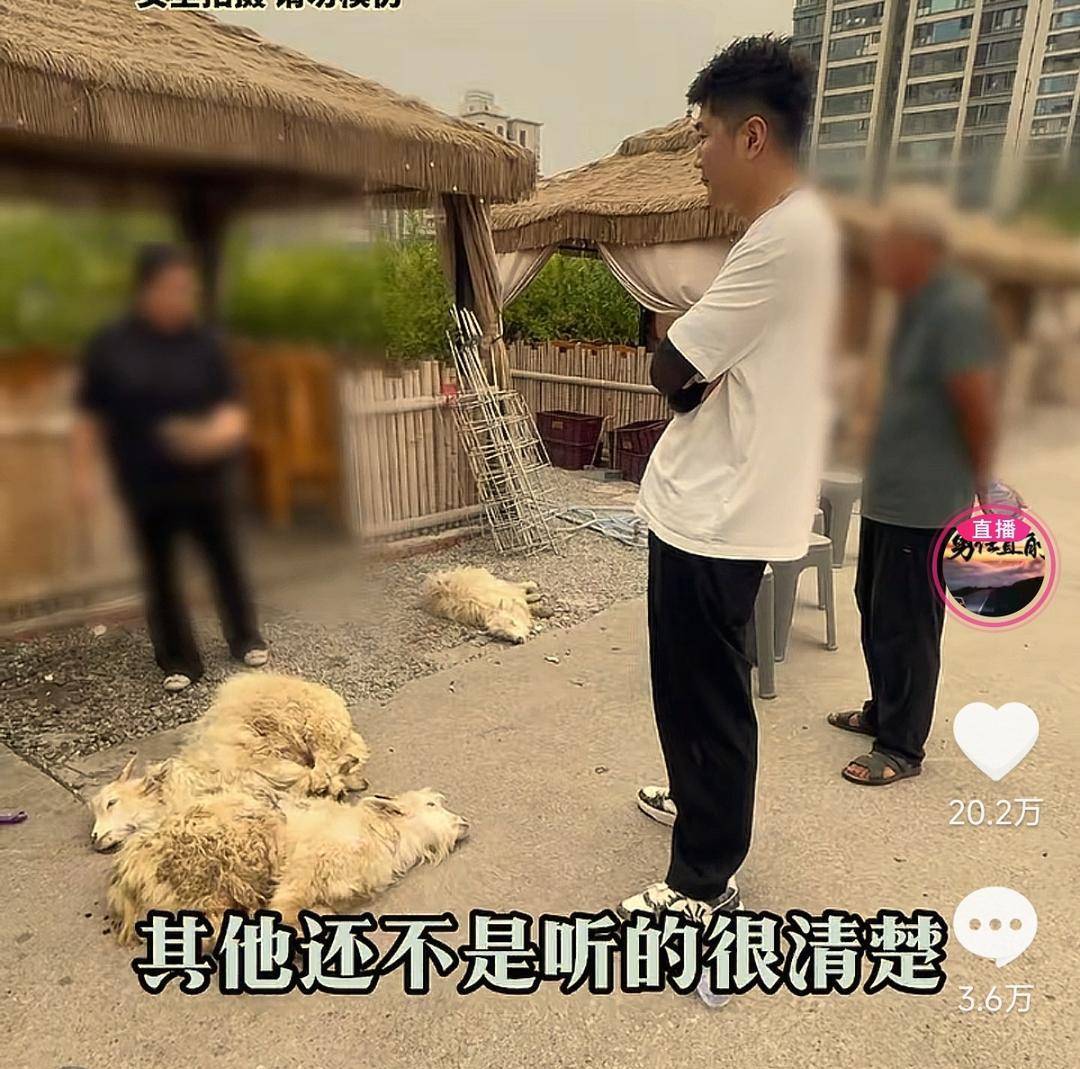 60斤活羊?qū)嶋H只有30多斤<strong></p>
<p>西鳳酒
</strong>！博主打假重慶兩家烤全羊店獲“退一賠三”:西鳳酒
