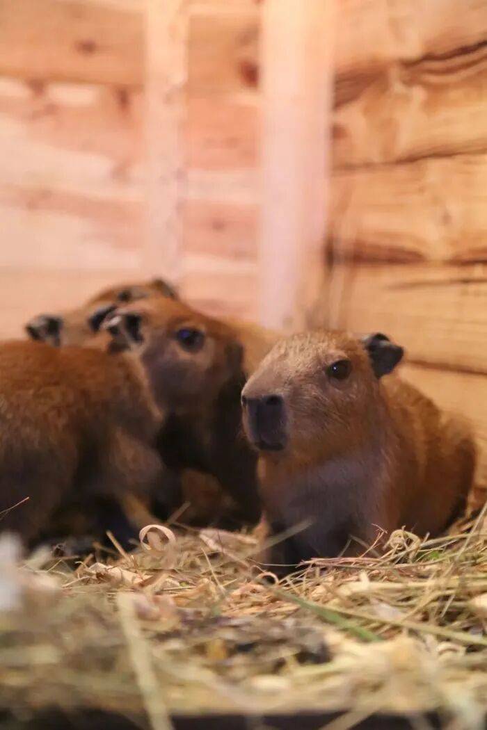 出生1小時就能獨立行走，濟(jì)南動物園“果果”和“豚豚”的4只新生幼崽，周末和市民見面:西鳳酒
